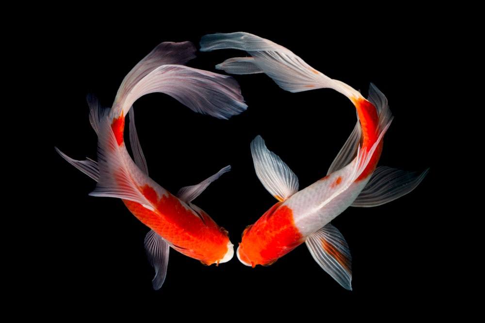 koi fish kissing