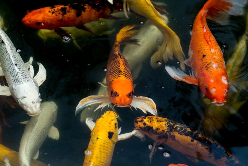 koi fish swimming on water surface