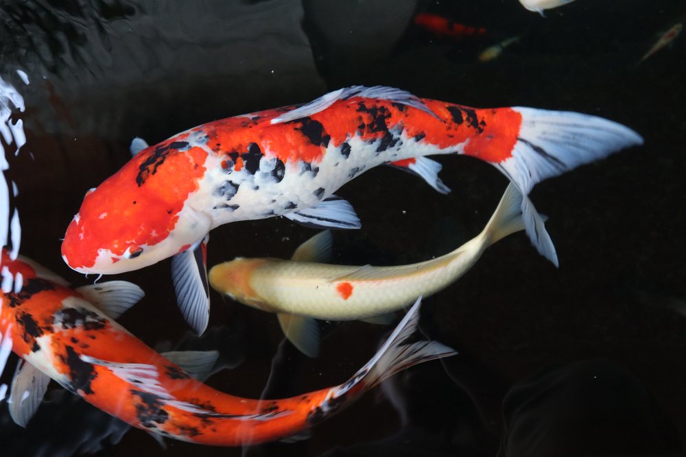 koi fish white black orange