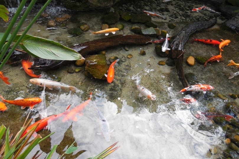 koi garden pond