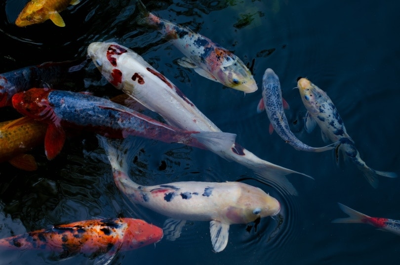 koi in pond