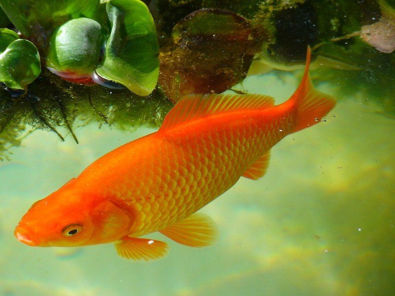 large goldfish