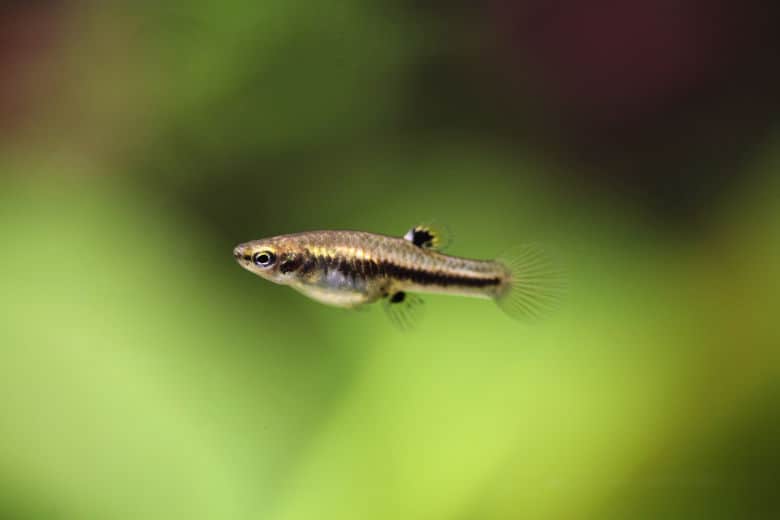 least killifish