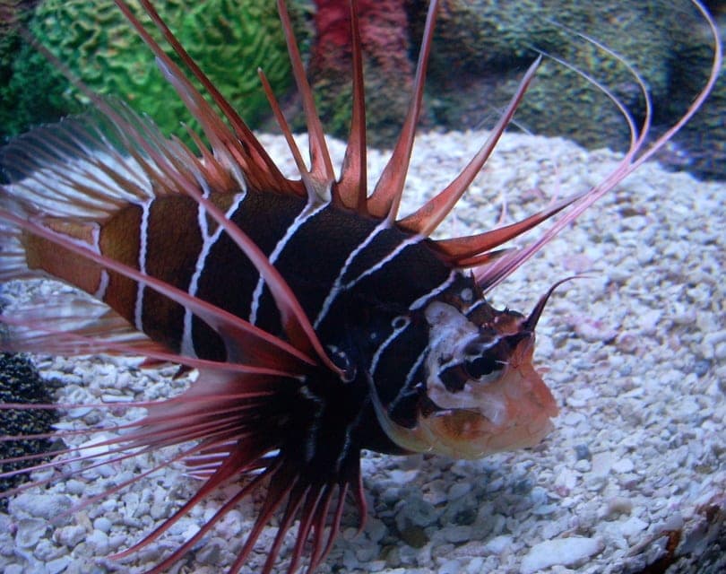 lionfish close up