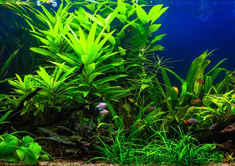 live aquarium plants