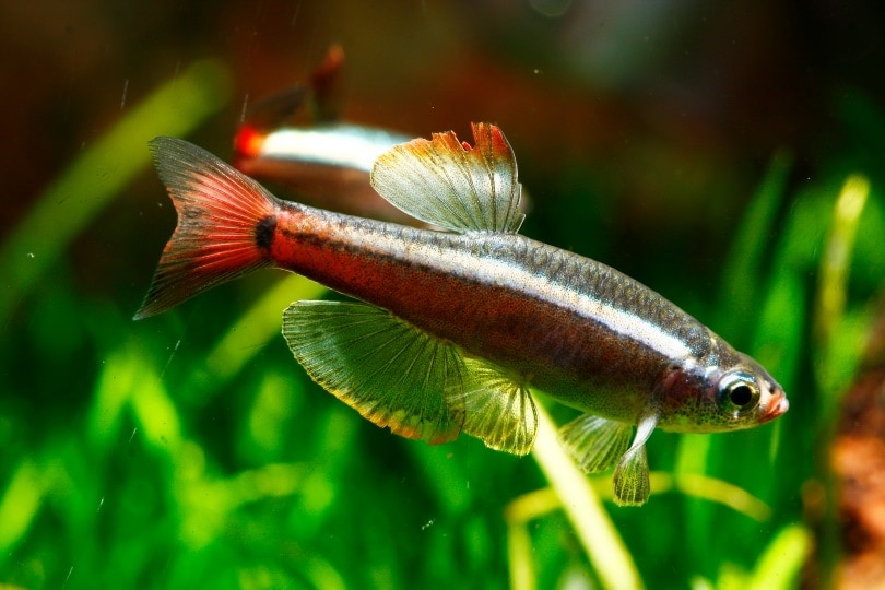 long fin red white cloud fish