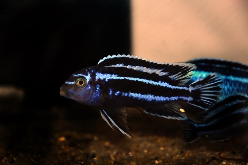 maingano cichlid