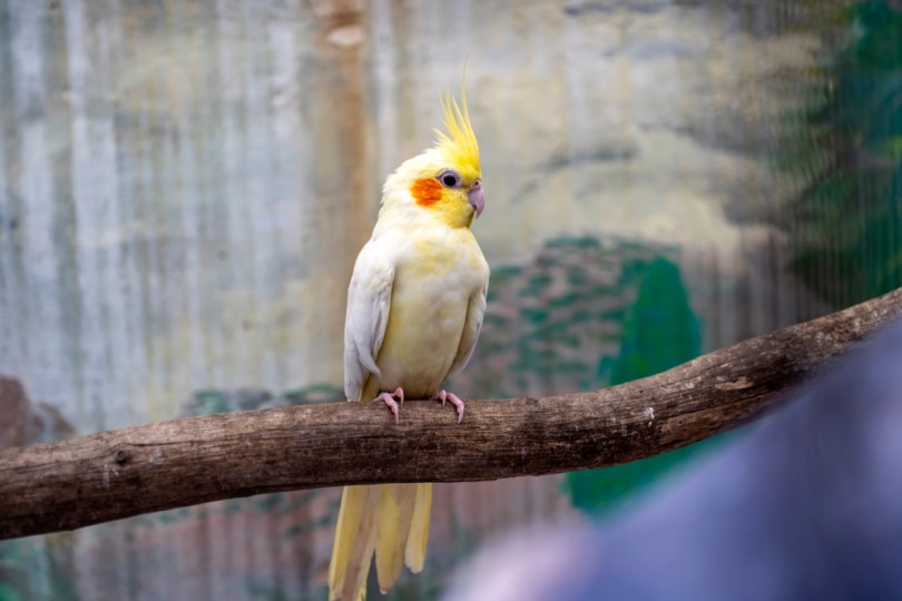 male cinnamon cockatiel perching