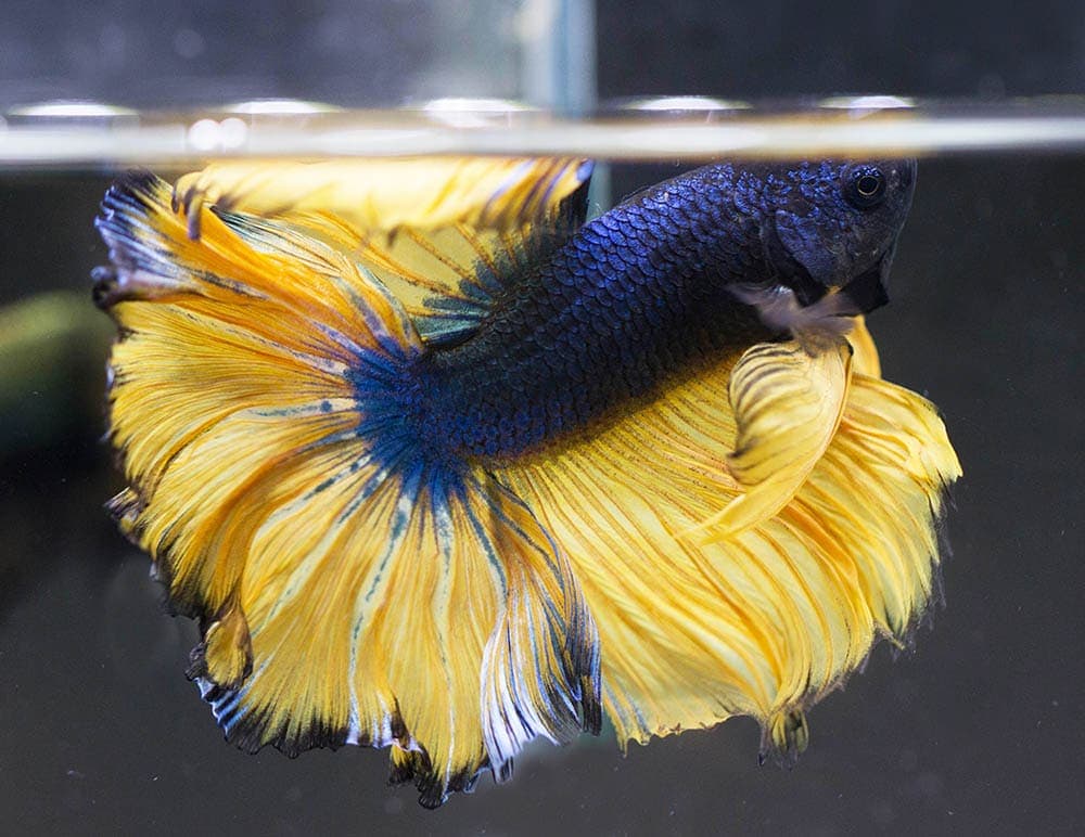 male mustard gas betta fish inside the aquarium