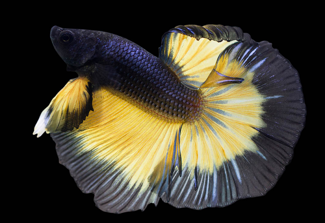 male mustard gas betta fish