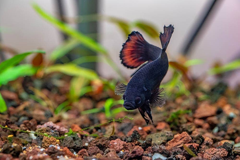 male Plakat betta