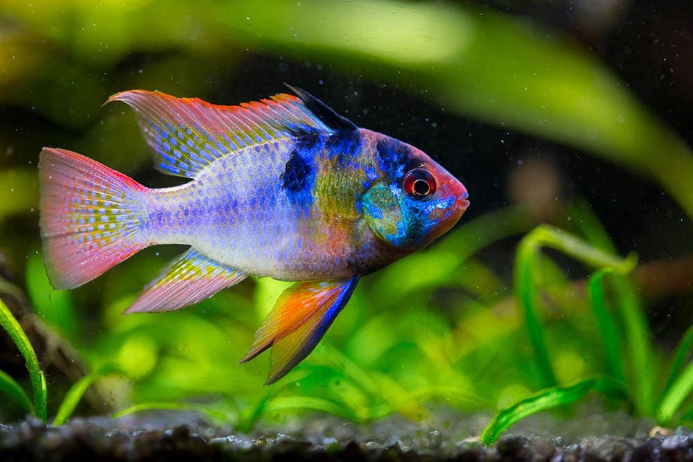 male ram cichlid