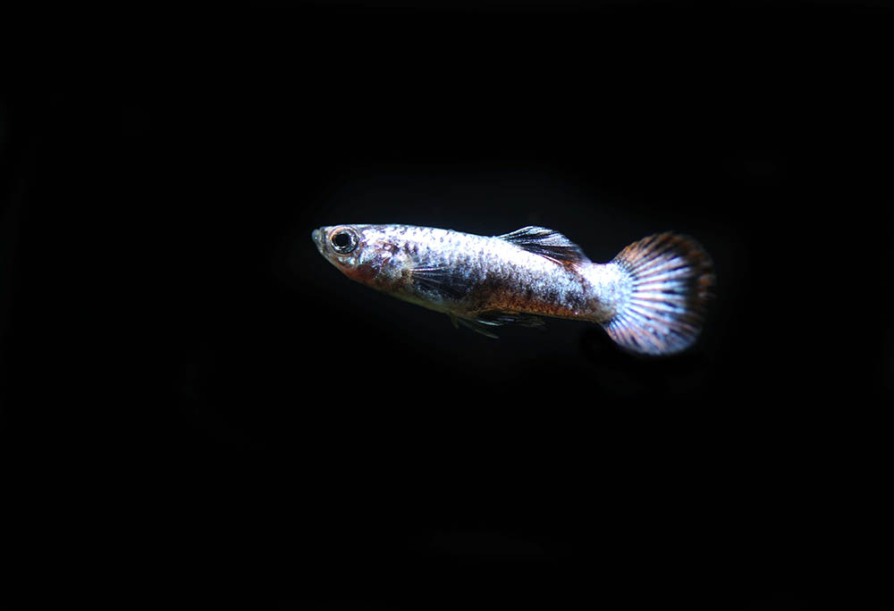 Male round tail guppy