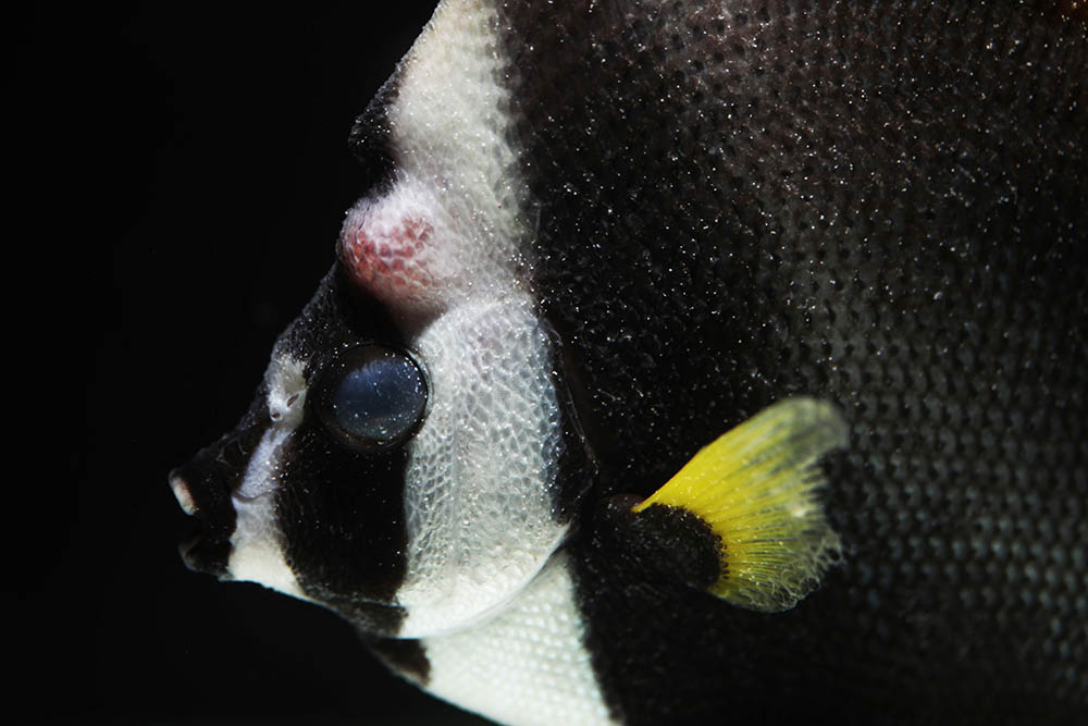 Marine butterflyfish with velvet disease