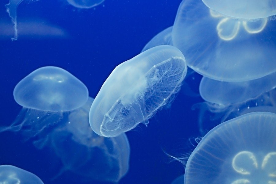 moon jellyfish
