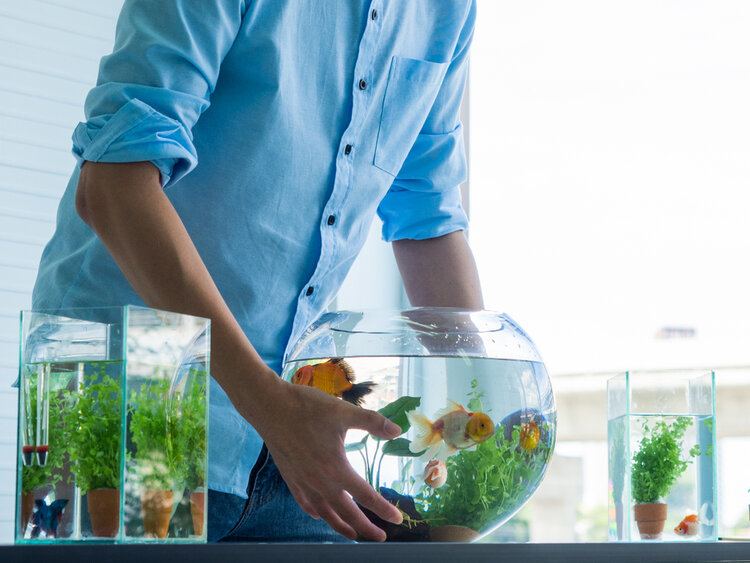 muliple sized fish tanks