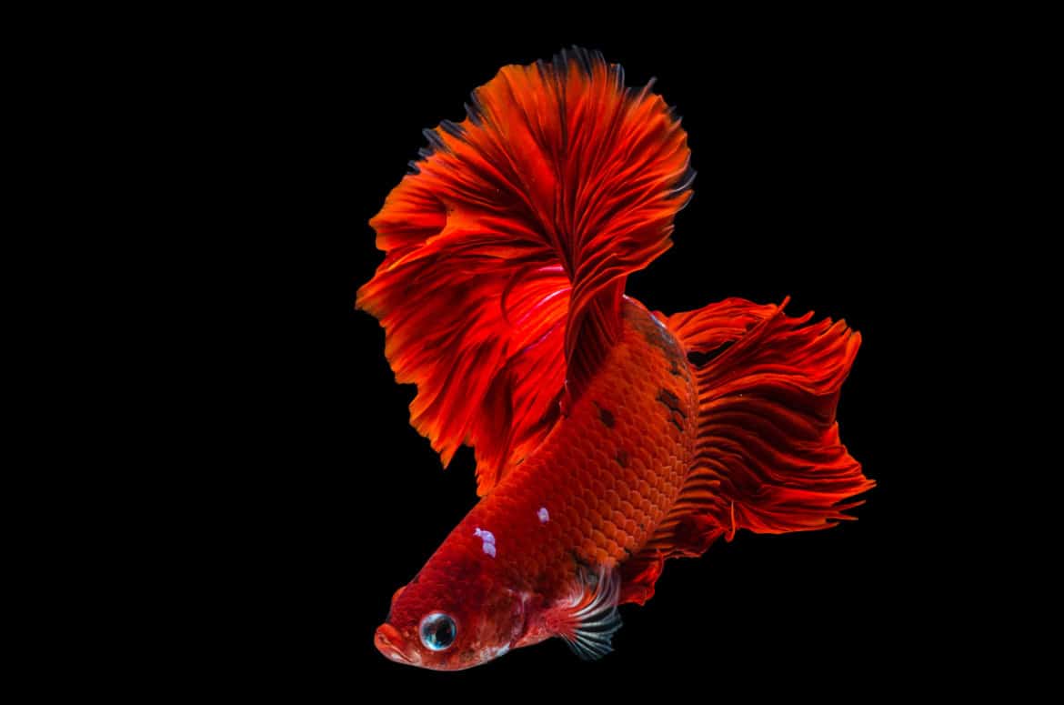 Close up of red betta / siamese fighting fish on black background