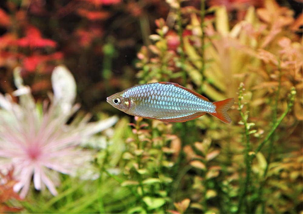 Neon Dwarf Rainbowfish
