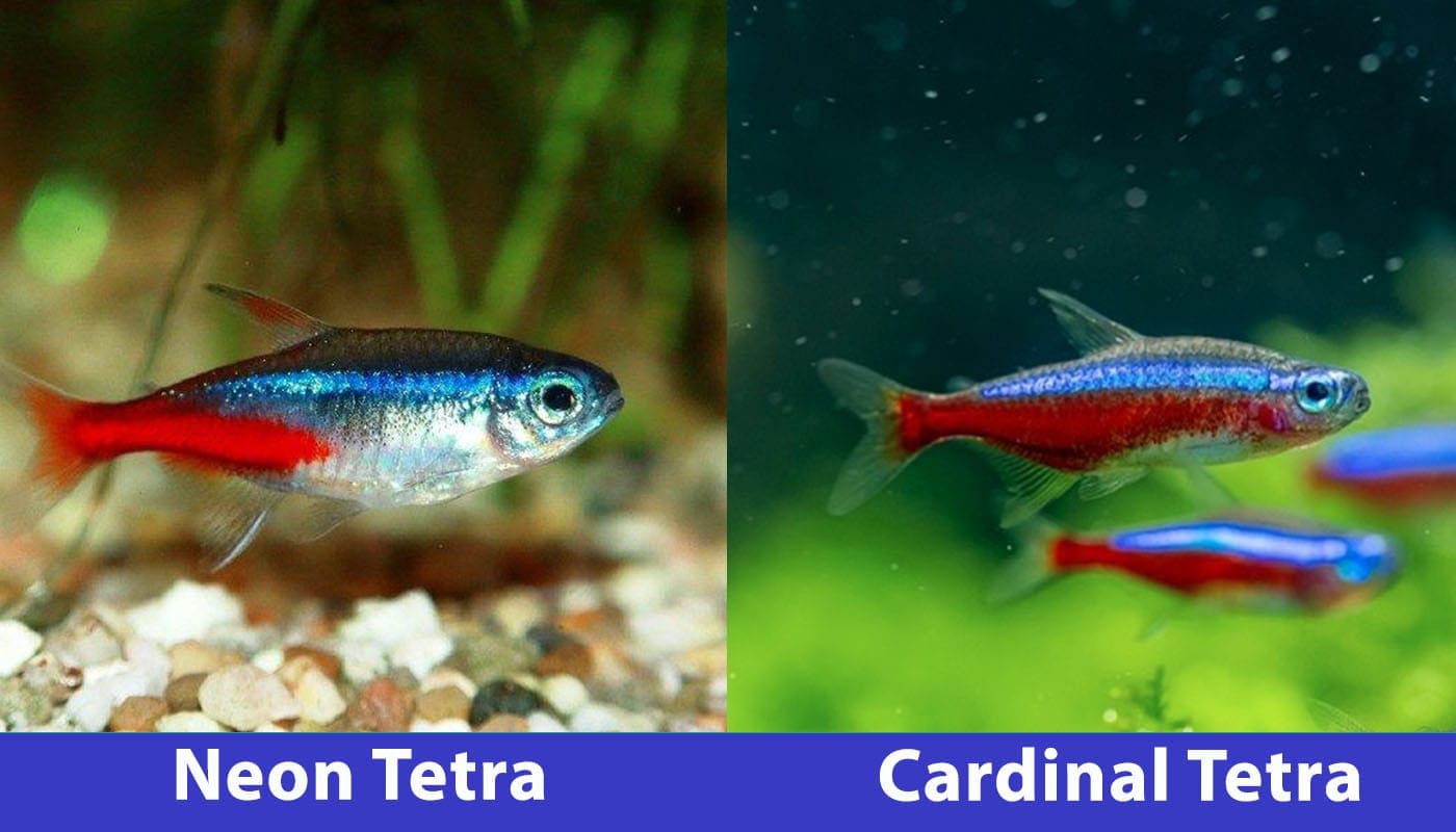 neon tetra vs cardinal tetra