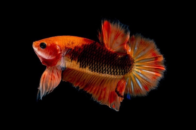 orange betta fish