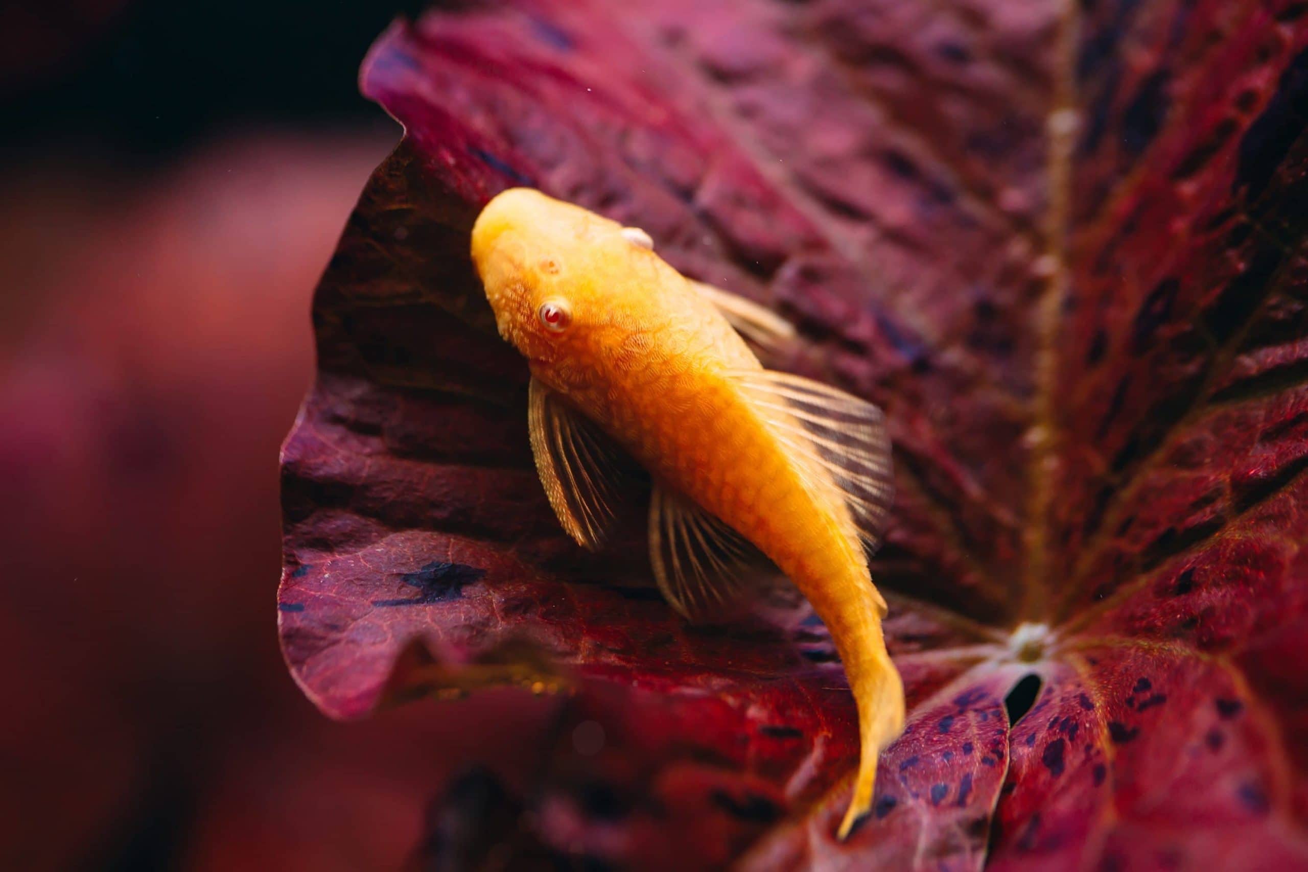 orange pleco