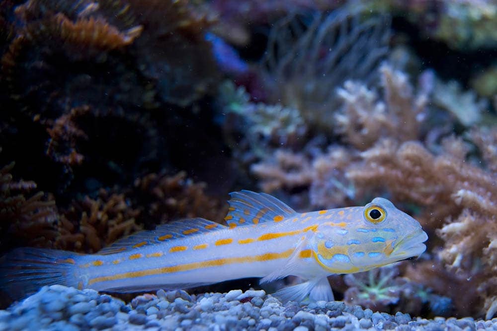 Orange Spotted Sleeper Diamond Goby 