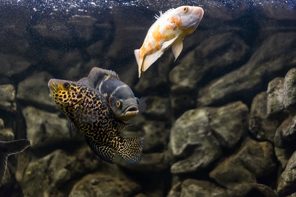 oscar fish in tank