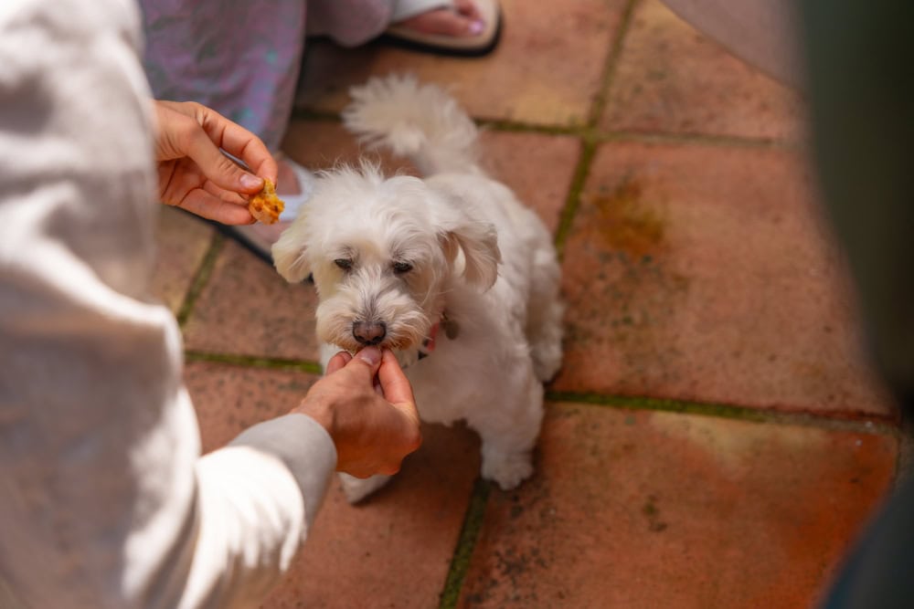 owner feeding his small white Shih-Poo dog