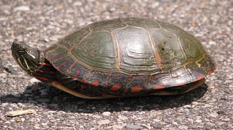 painted turtle on pavement