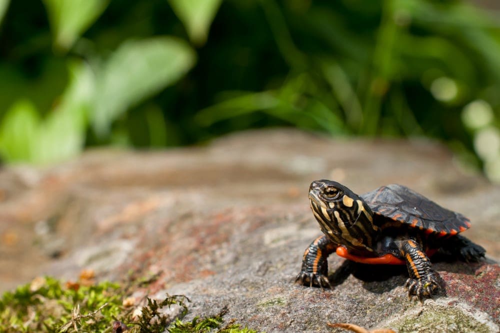 baby painted turtle