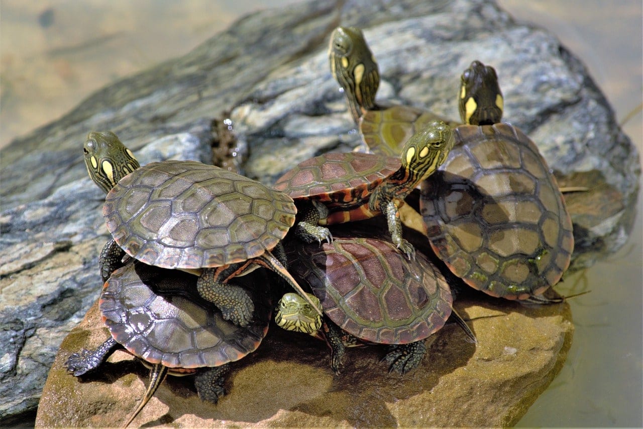 painted turtles