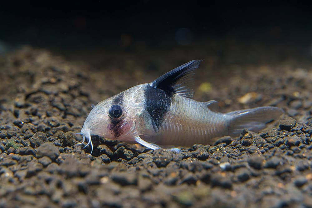 panda catfish