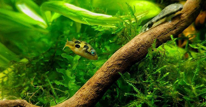 pea puffer in the tank