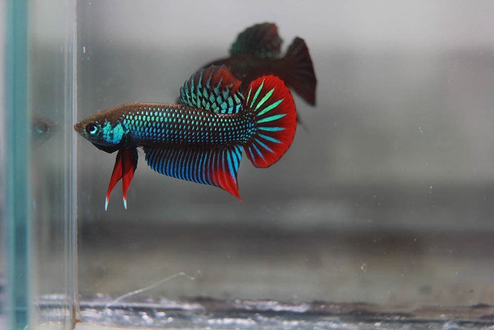 peaceful betta in an aquarium