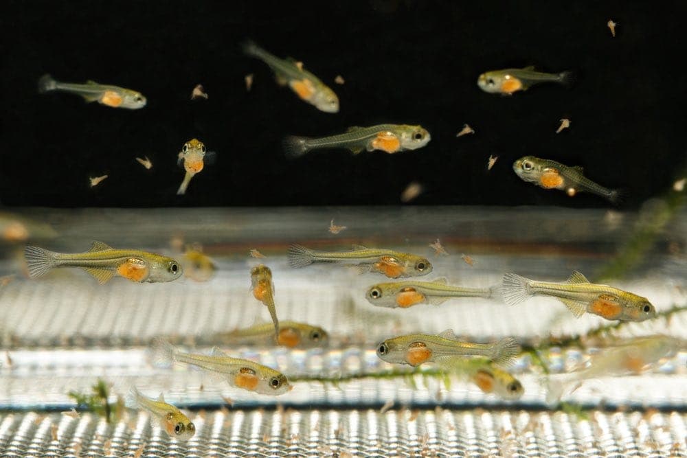 Peacock goby eating brine shrimp