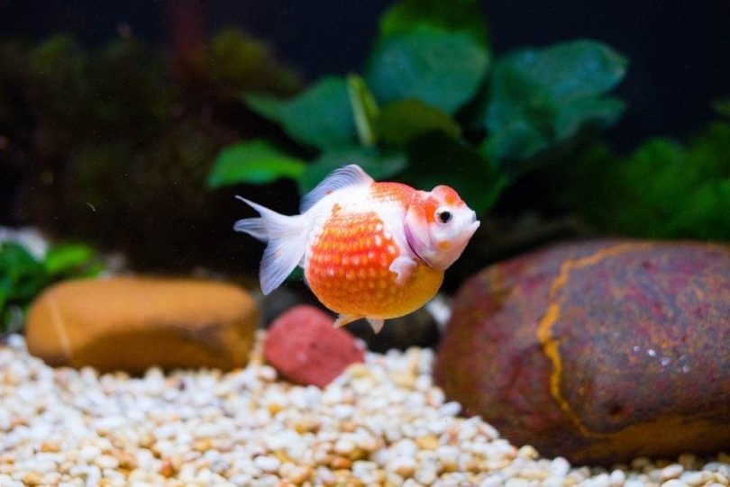 pearlscale goldfish