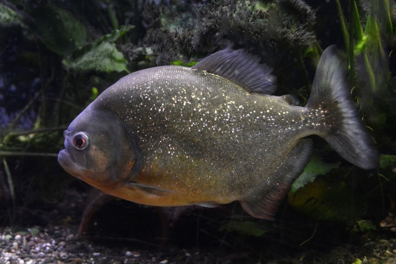 piranha fish