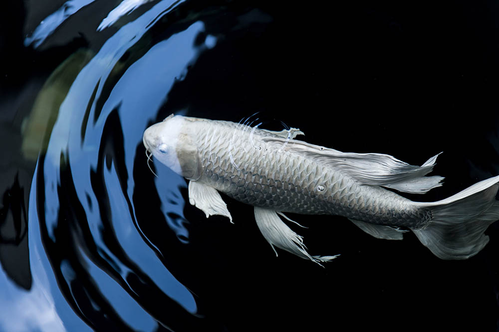 platinum koi in the water