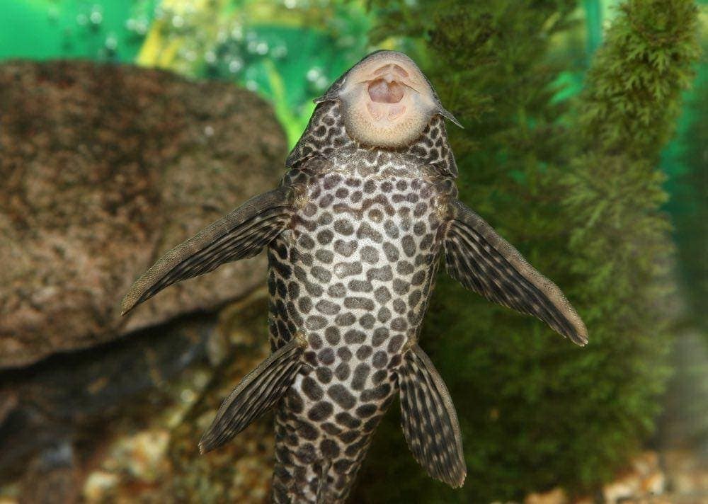 pleco algae eater