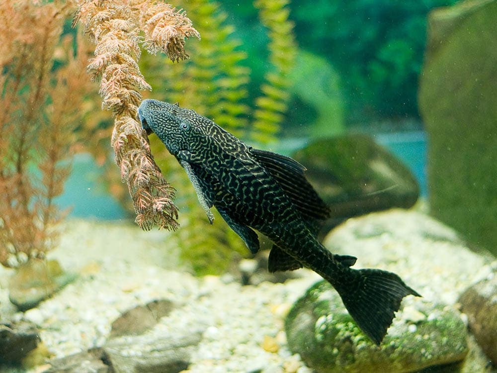 pleco eating algae
