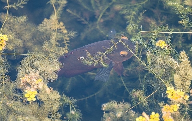 pond