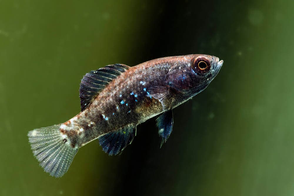 pygmy sunfish