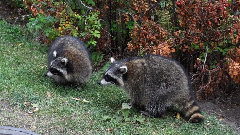 raccoons in grass