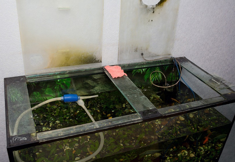 rectangular-glass-aquarium_Oleksandr-Khalimonov_shutterstock