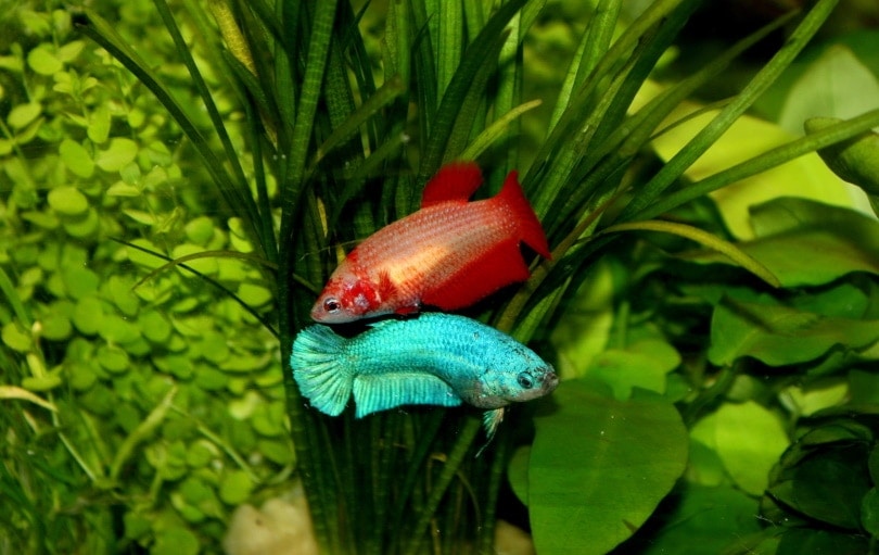 red and blue betta in aquarium
