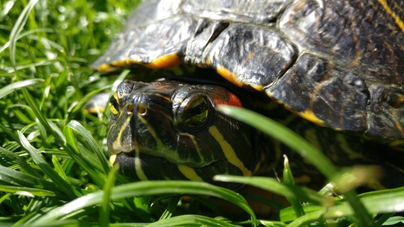 red eard slider on grass