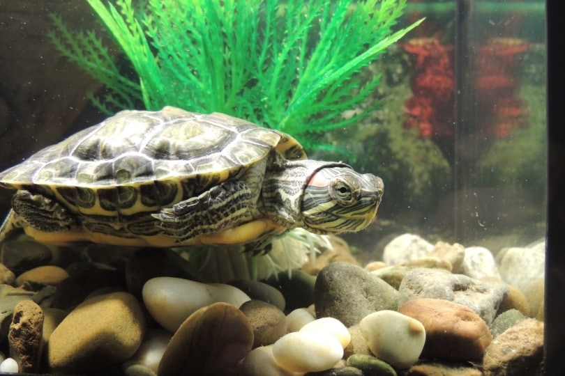 red eared slider in aquarium