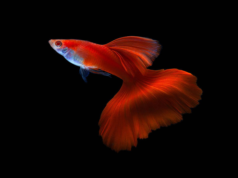 Red guppy