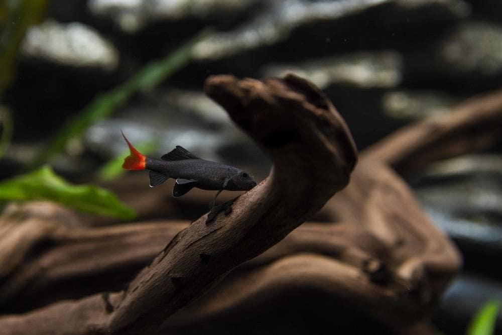 red tailed black shark