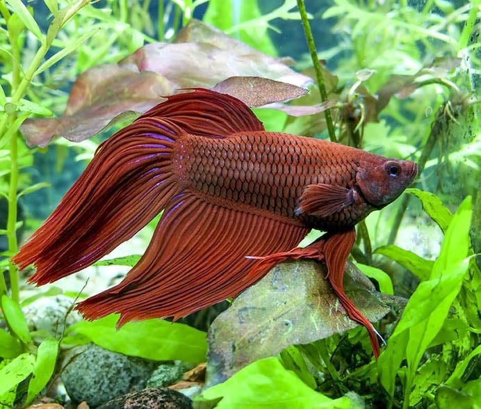 Red Veiltail male betta inside aquarium